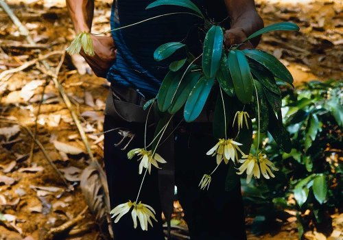 Bulbophyllum cumingii