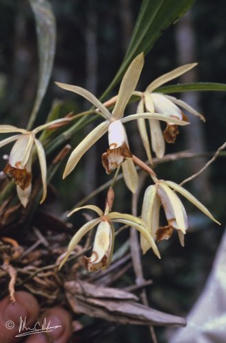 Coelogyne pulverula