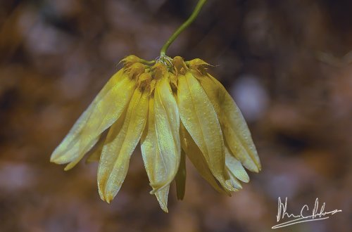 Bulbophyllum cumingii