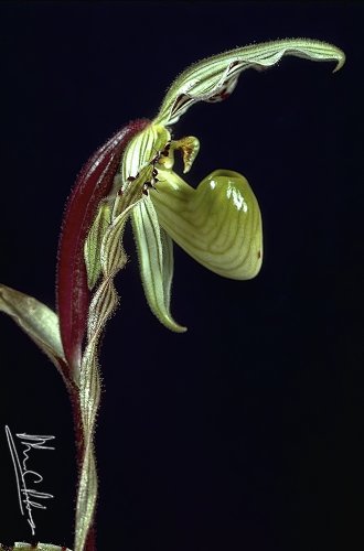 Paphiopedilum philippinensis var. roebelenii