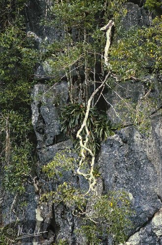 Paphiopedilum philippinensis var. roebelenii