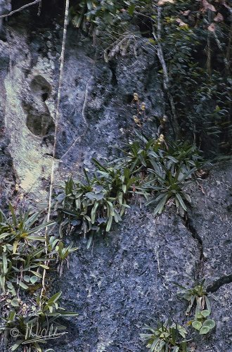 Paphiopedilum philippinensis var. roebelenii