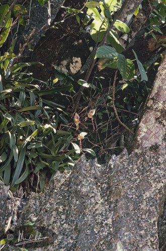 Paphiopedilum philippinensis var. roebelenii