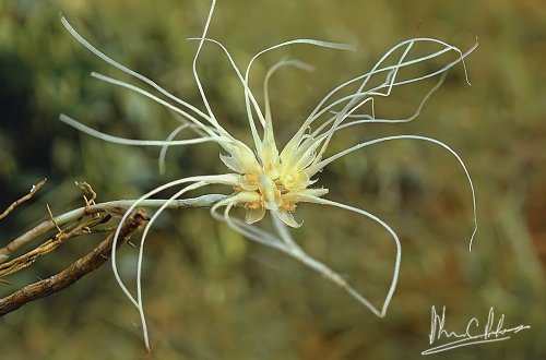 Bulbophyllum vaginatum