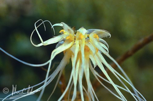 Bulbophyllum vaginatum