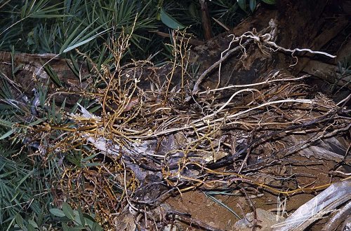 Erythrorchis altissima