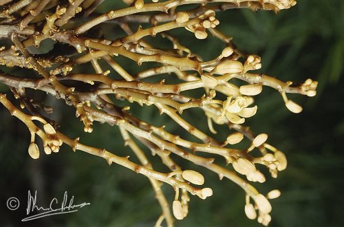 Erythrorchis altissima