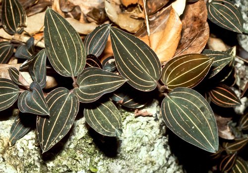 Ludisia discolor