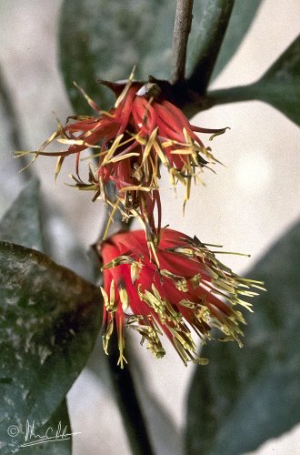 Lepeostegeres acutibracteus