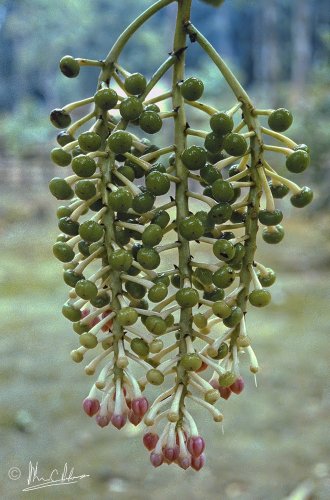 Ardisia sp. (Myrsinaceae)