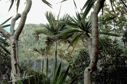 Adonidea merrillii, one of the most widespread cultivated palms