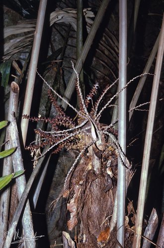 Arenga brevipes - infloresence