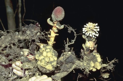 Balanophora sp. with root system