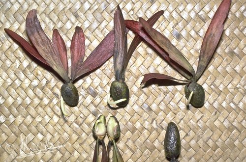 Dipterocarps gracilis germinating seed