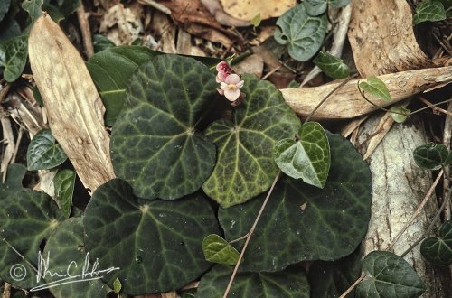 Begonia sp.