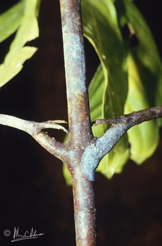 Oxyceros bispinosus, leaf-axil spines