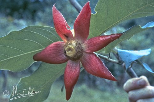 Uvaria sp., Anonaceae