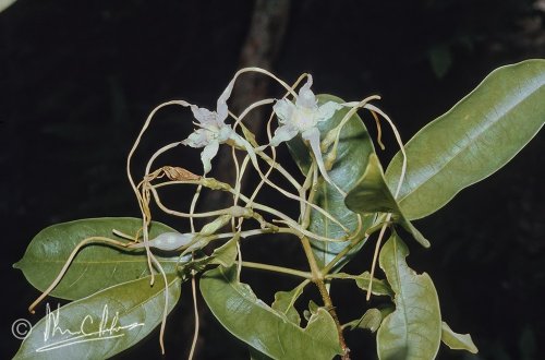 Strophanthus sp., a liana