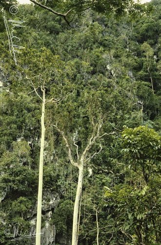 Karst limestone forest