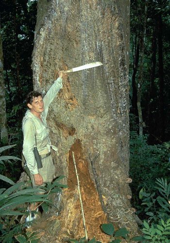 Resin tapping of the worst kind