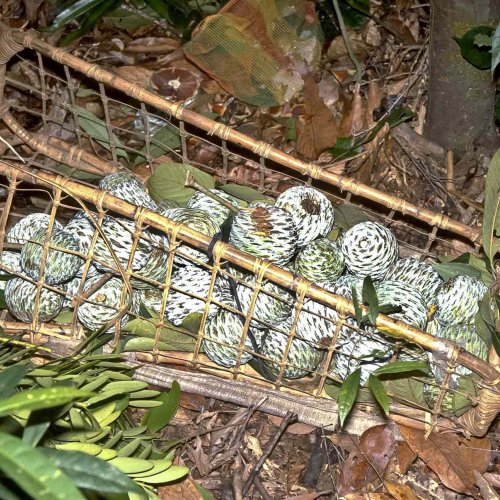 Agathis dammara cones