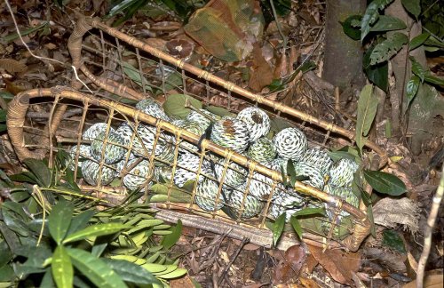 Agathis dammara cones