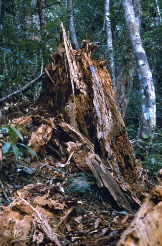 Agathis dammera stump after tree death from resin collecting