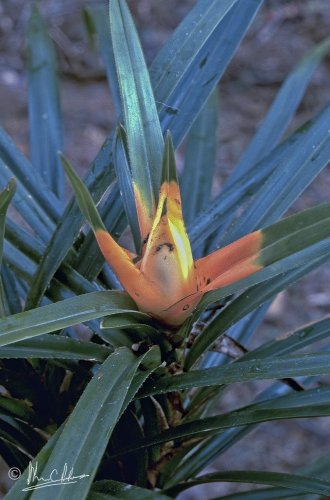 Freycinetia sp., coloured bracts
