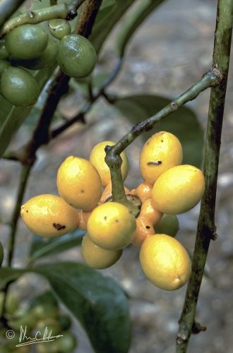 Kibara sp. (Monimiaceae)