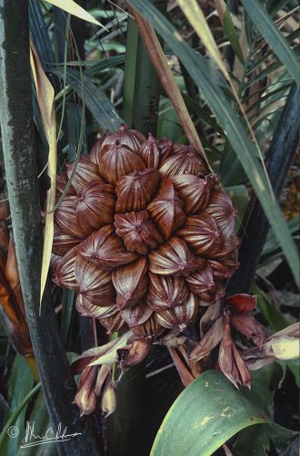 Nypa kernals are edible and the leaves are the best palm for shingles.