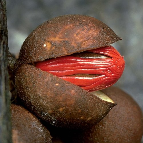 Knema sp., a nutmeg relative. Eaten by hornbills