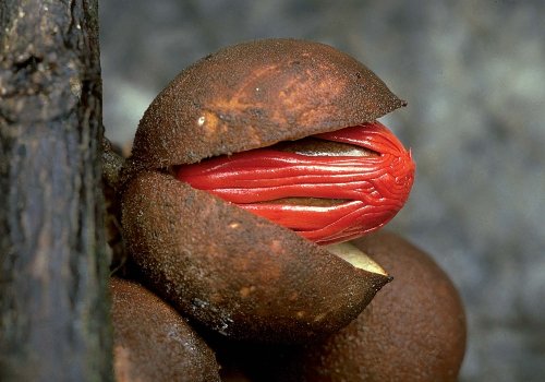 Knema sp., a nutmeg relative. Eaten by hornbills
