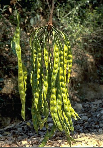 Parkia seeds are very edible.