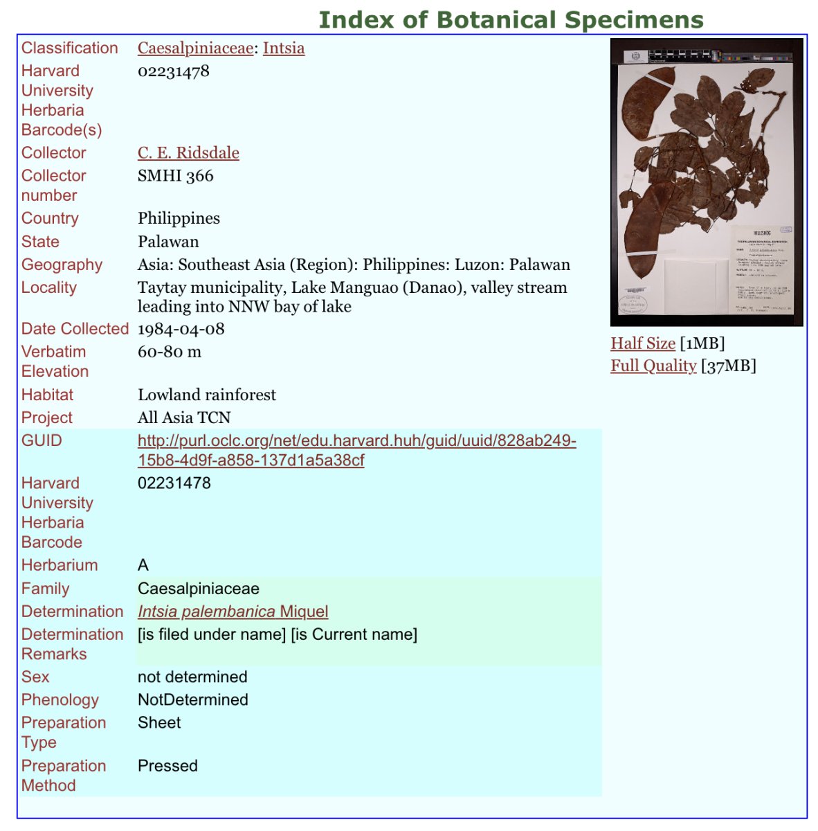 Arnold Arboretum record.