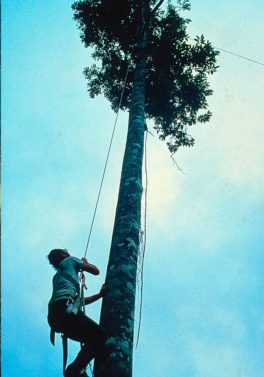 Tree climbing on a rope