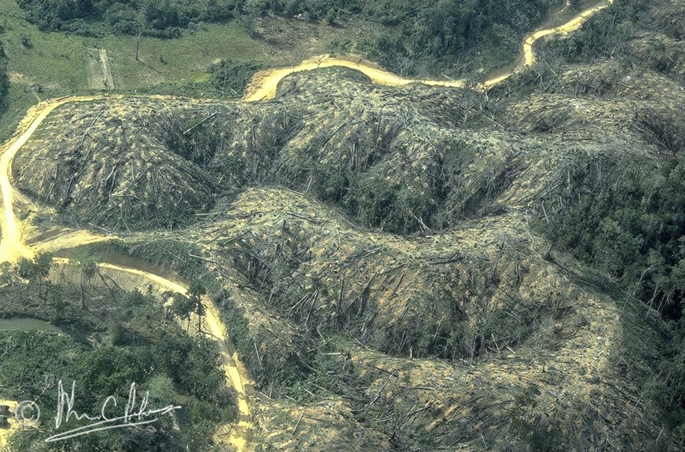 Rich dipterocarp forest clear-felled