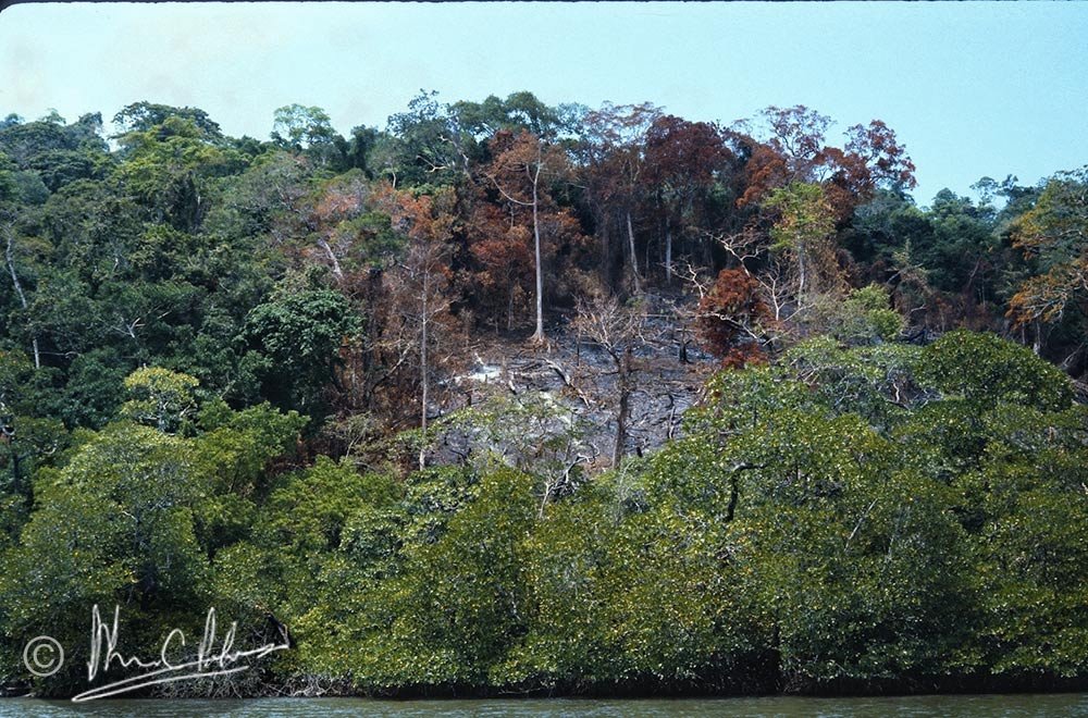 Slash & burn = Kaingin practice