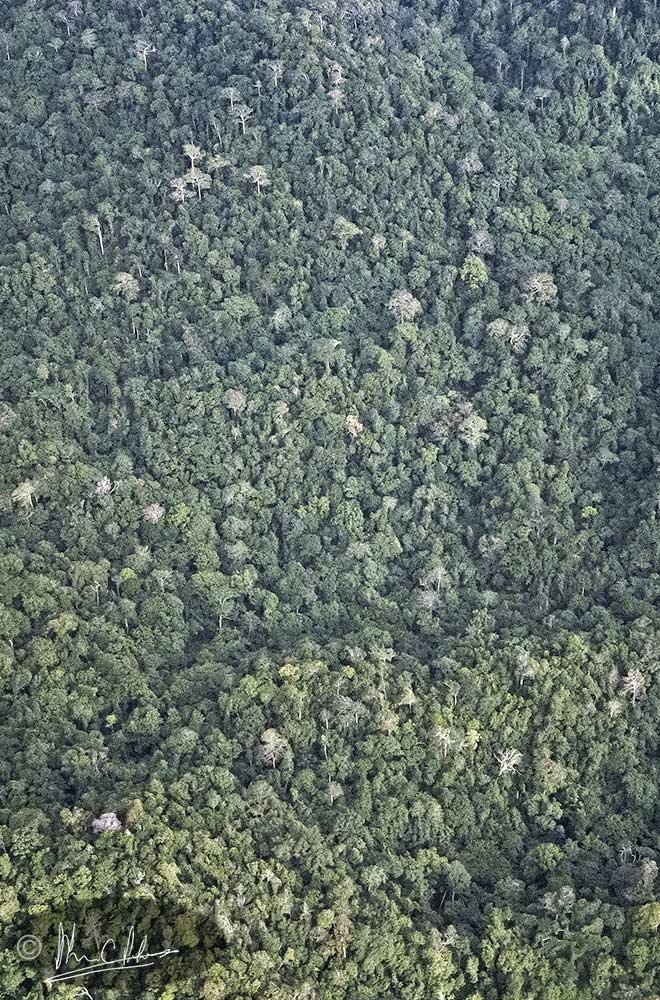 Untouched dipterocarp forest