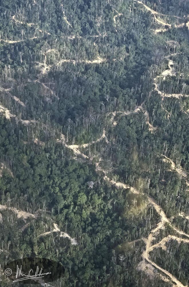 Forest being clear-felled