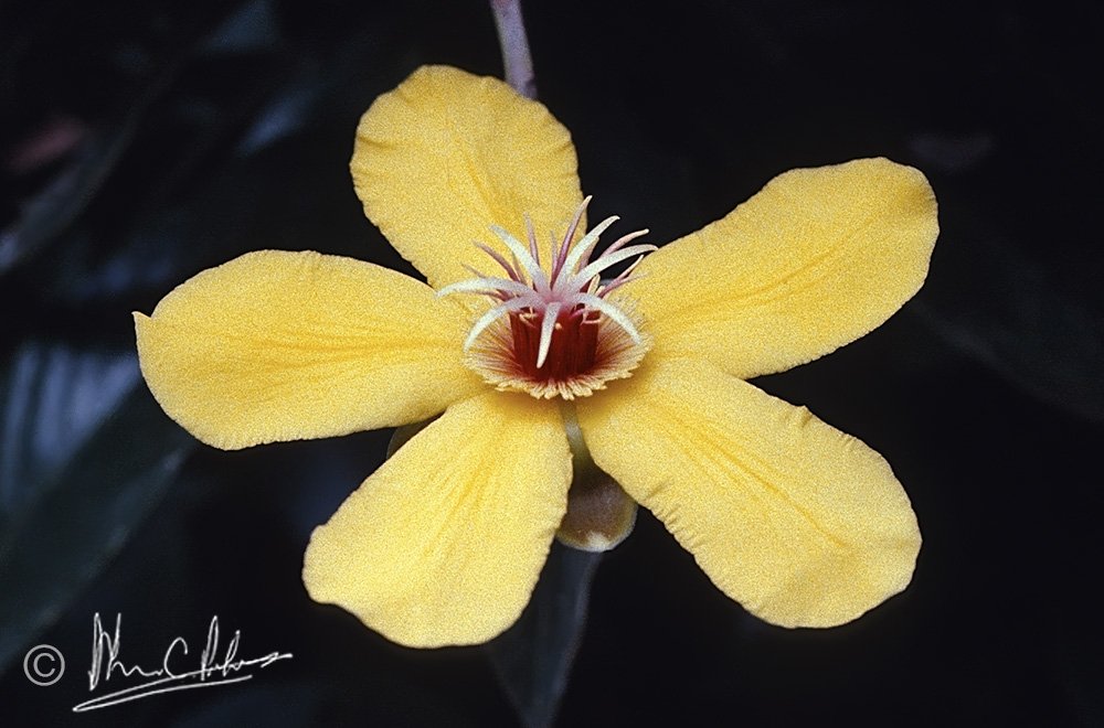 Dillenia sp.