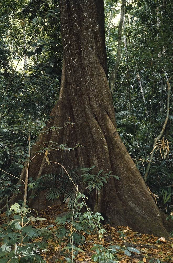 Koordersiodendron pinnatum