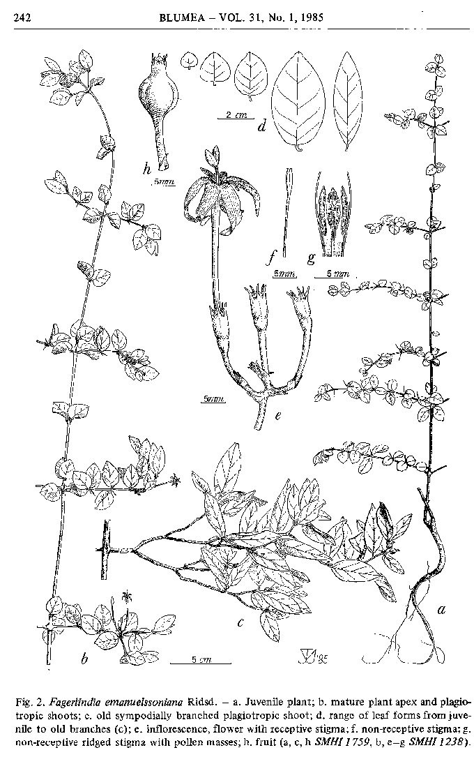 Fagelindia emanueslssoniana