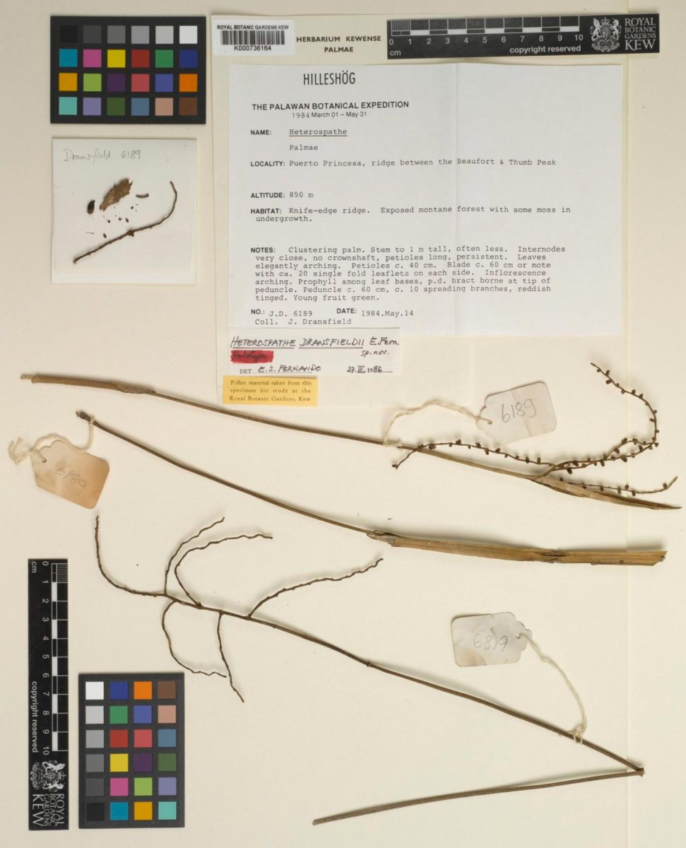 RBG Kew herbarium image